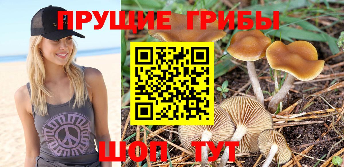 Псилоцибиновые грибы Psilocybe Урус-Мартан
